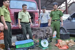 Dien Bien police seize large amount of trafficked wildlife animals
