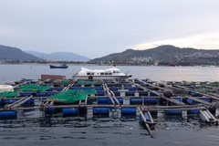 Nha Trang sets up zone for cage aquaculture