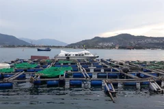 Nha Trang sets up zone for cage aquaculture