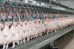 Thailand’s chicken exports to China surge