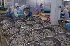 Vietnam aims to earn 4.2 billion USD from shrimp exports