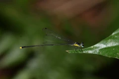 New damselfly species found in central Vietnam