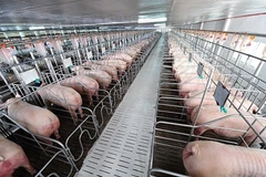 Hai Phong city takes action to control African swine fever 
