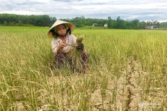 Drought destroys crops in central Nghe An province