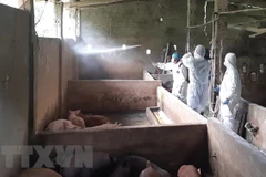 Ha Giang detects first outbreak of African swine fever
