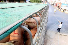 Measures needed to prevent ASF reaching southern Vietnam