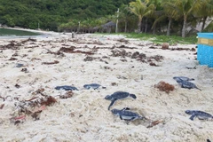 Endangered baby turtles released to sea