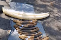 Hai Phong seizes 1.4 tonnes of pangolin scales, 100kg of tusks