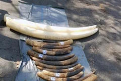 Hai Phong seizes 1.4 tonnes of pangolin scales, 100kg of tusks