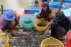 Ca Mau looks to earn 1.2 bln USD from aquatic exports