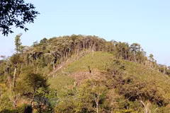 100,000ha of forest to be under sustainable management each year