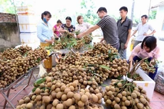 Vietnam focuses on fruit exports for higher value