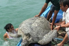 Con Dao National Park – nesting haven for sea turtles