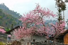 Peach blossom festival in Dong Van stone plateau