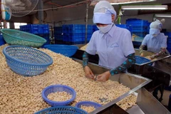 EVFTA to boost cashew sector 