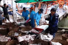 Quang Tri works hard to fight illegal fishing 
