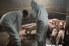 Localities act quickly to stamp out African swine fever outbreaks