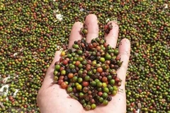 EVFTA opens door wide for Vietnam’s agricultural produces: experts