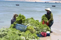 Marine economy makes up 10 percent of Vietnam’s GDP