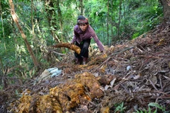 Medicinal plants help ethnic minority people escape from poverty