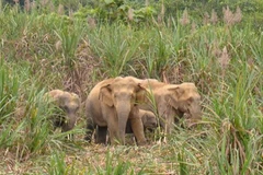 Wild elephants destroy fields in Dong Nai