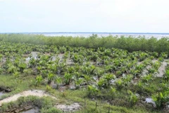 Vietnam moves to protect coastal forest