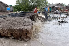 Ca Mau needs more capital for coastal dyke construction
