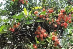 Ben Tre seeks to boost exports of key farm produce