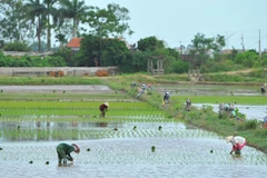 Ninh Binh: New-style countryside building efforts prove fruitful