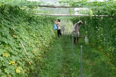 Vietnam carries out new food safety measures in agricultural sector