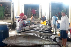 Fishermen in central region enjoy bumper catches during Tet