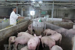 Firm helps Laos build livestock information system for epidemic control