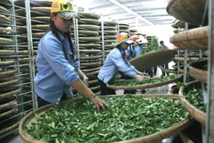 Vietnam’s tea exports down in both volume and value