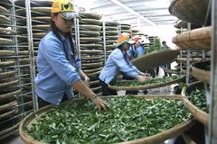 Vietnam’s tea exports down in both volume and value