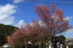 Cherry-like apricot trees planted in Lang Biang plateau