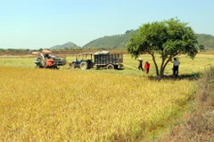 Lam Dong's small irrigation ponds help farmers withstand drought