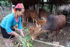 Dien Bien sees strong performance in poverty reduction