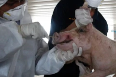 Laos confirms first outbreaks of African swine fever