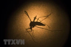 Dong Nai reports first death from dengue fever 