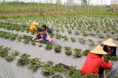 Strawberry farm in Hanoi - evidence of potential farm tourism
