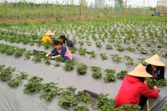 Strawberry farm in Hanoi - evidence of potential farm tourism
