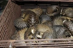 Illegal wild animal trading ring busted in Ha Tinh province