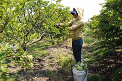 Tay Ninh custard apple farmers embrace VietGAP standards