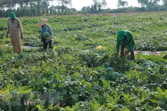 Seeds for seedless watermelons exported to Japan