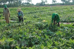 Seeds for seedless watermelons exported to Japan