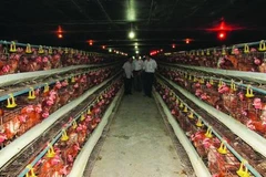 Livestock industry restructure imperative, cooperation needed: official
