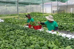 Tra Vinh focuses on developing quality seeds, seedlings