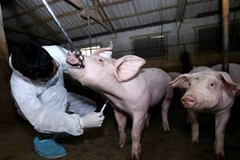 Ha Nam strives to fight African swine fever