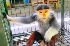 Six people sentenced for violating regulations on rare animals