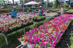 Mekong Delta province enjoys boom in agrotourism